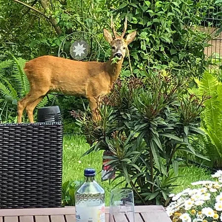 Modernes 5-sterne-ferienhaus Im Maisonettenstil In בית נופש דאמפ
