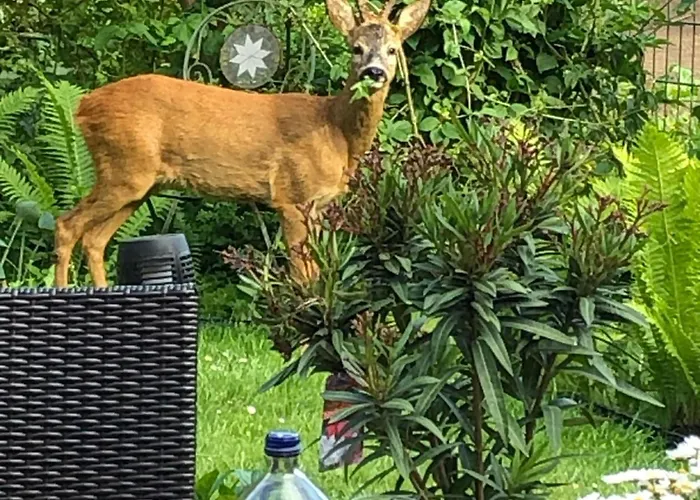 Modernes 5-sterne-ferienhaus Im Maisonettenstil In 度假居 达普